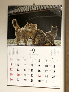 05猫カレンダー.jpg