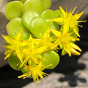 09マルバマンネングサの花.png