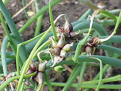 250px-Allium_fistulosum_bulbifera0.jpg