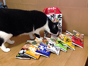マルタイラーメン九州を食す　02 猫が見に来た.jpg