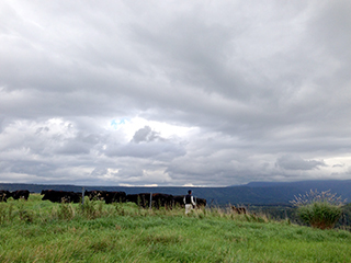 北海道旅行　06　牛を呼ぶ.jpg