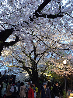 千鳥ヶ淵の夜桜　12 人が多い.jpg