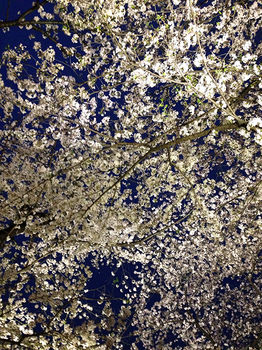 千鳥ヶ淵の夜桜　18 桜しか見えない.jpg
