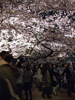 千鳥ヶ淵の夜桜　19 桜と人混み.jpg