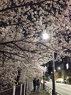 外堀の夜桜　23 並木道.jpg