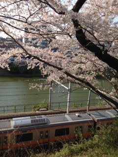 外濠公園の桜　中央線.JPG