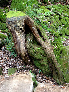 天城湯ヶ島24　捕１　浄蓮の滝　苔むした木の根.jpg