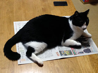 新聞を読ませない猫　02　そこをなんとか　僕に関係ない.jpg