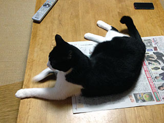 新聞を読ませない猫　03　はあ、どっこいしょ.jpg