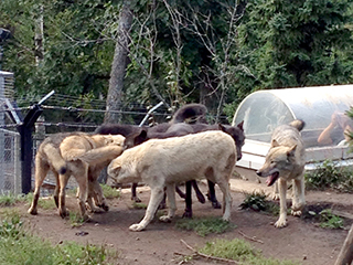 旭山動物園　オオカミ　興奮して集まってきた.jpg