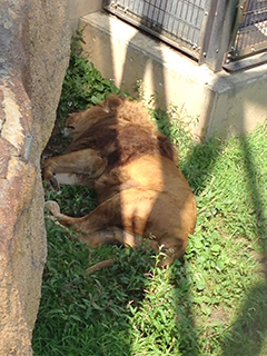 旭山動物園　ライオンのオスも落ちていた.jpg