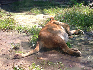 旭山動物園　ライオンのメスが落ちていた.jpg