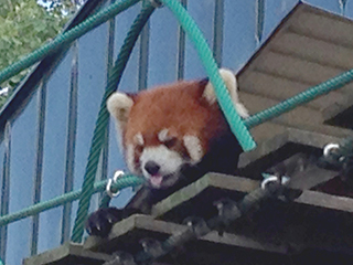 旭山動物園　レッサーパンダ　いました.jpg