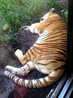 旭山動物園　虎が落ちていた.jpg