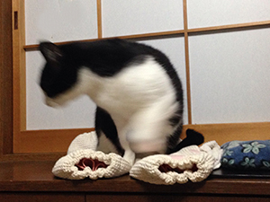 猫アーマーが下敷き　02-1　ぷいっ.jpg