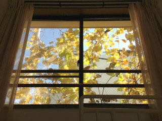 窓からブドウ(秋)-1.jpg