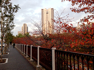 飯田橋　秋景色　外濠沿い　桜が紅葉しました.jpg